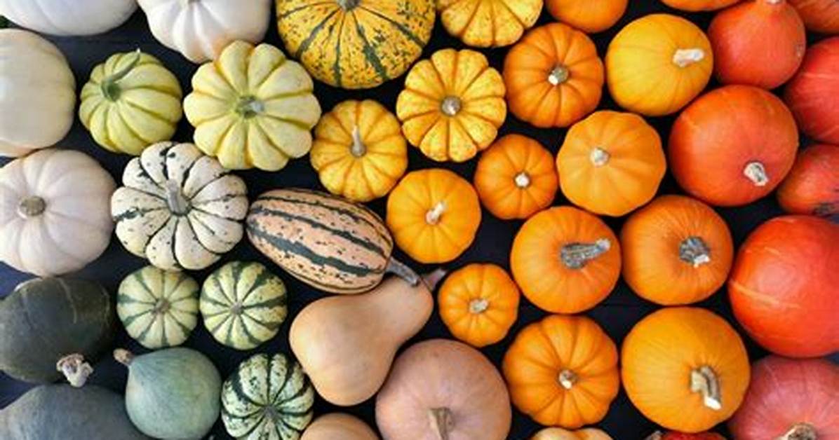Pumpkin Colors