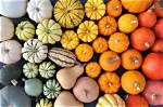 Pumpkin Colors