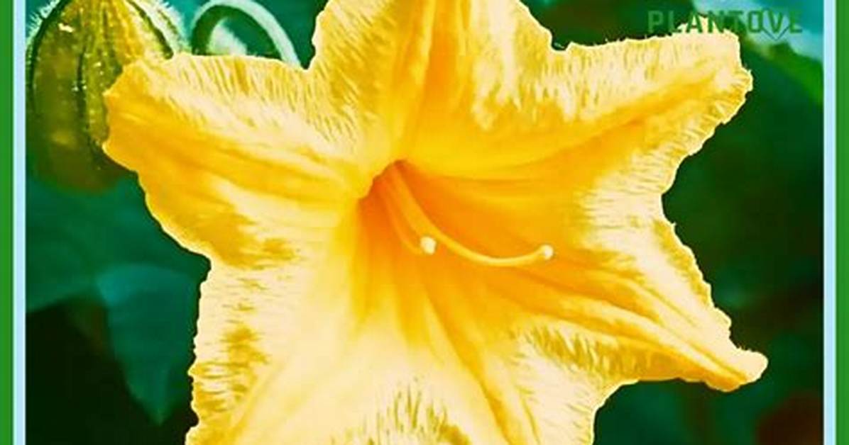 Pumpkin Flower