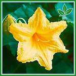 Pumpkin Flower