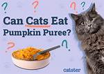 Pumpkin for Cats