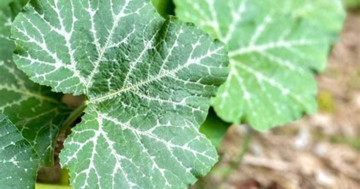 Pumpkin Leaves