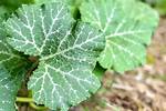 Pumpkin Leaves