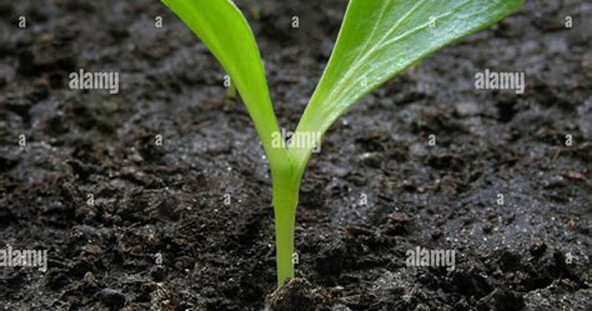 Pumpkin Sprout