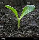 Pumpkin Sprout