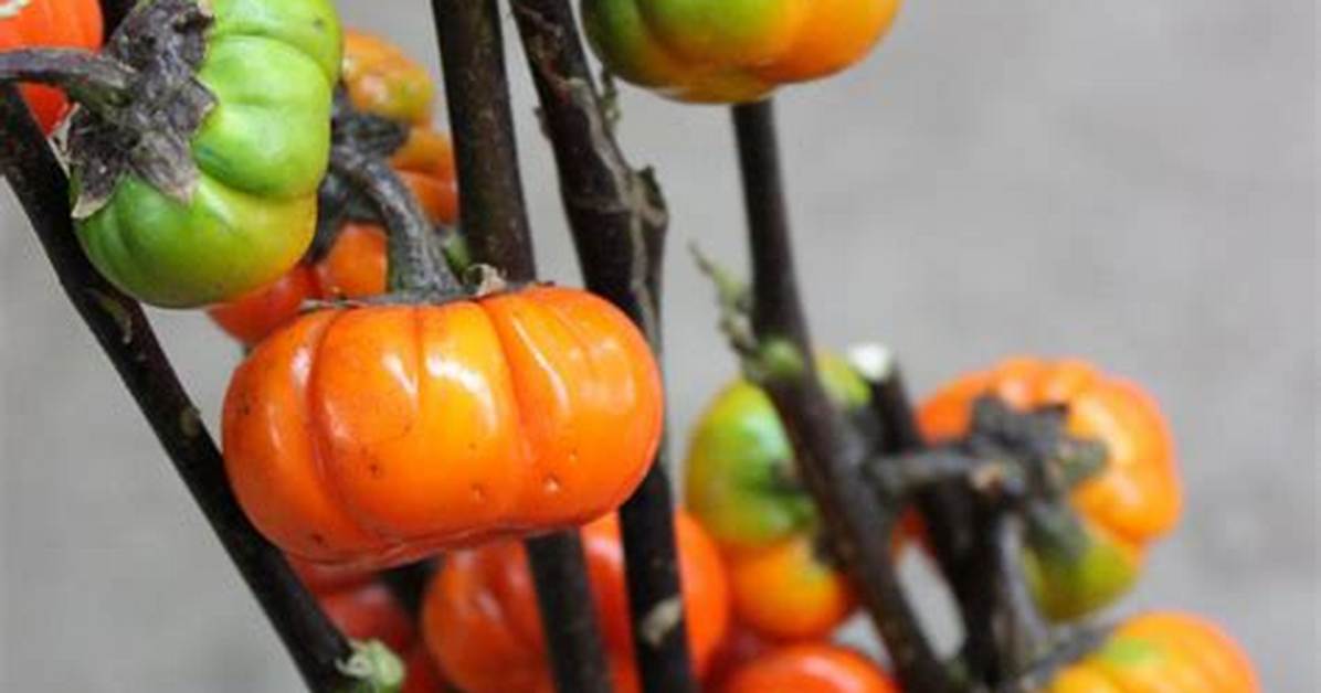Pumpkin Tree