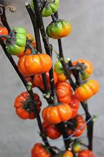 Pumpkin Tree