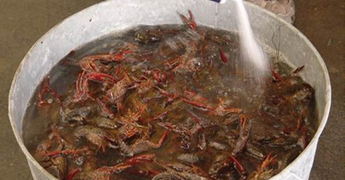 Purging Crawfish