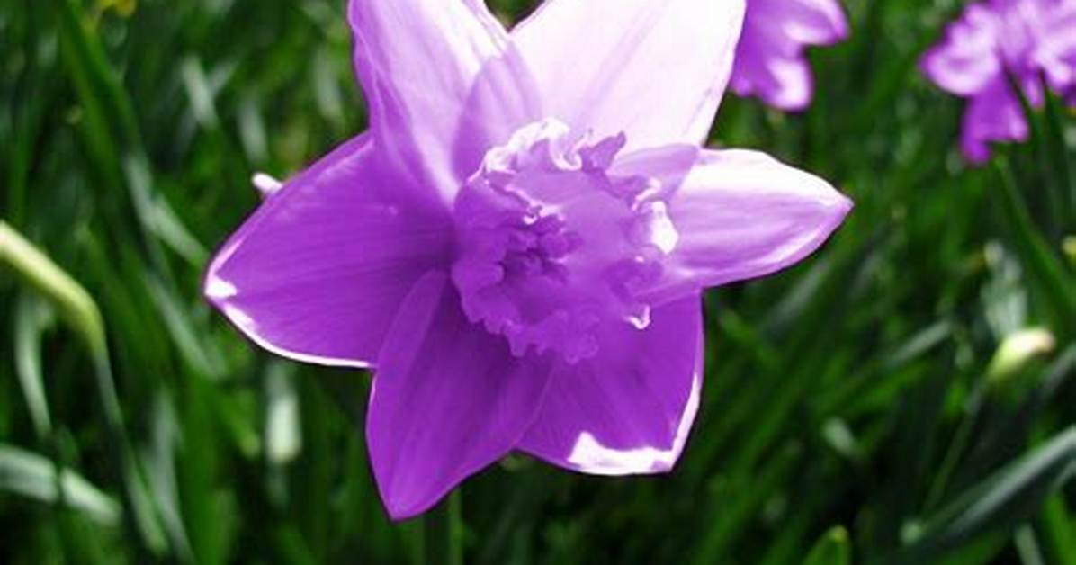 Purple Daffodils