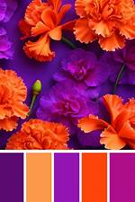 Purple or Orange for Example
