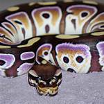 Purple Passion Ball Python