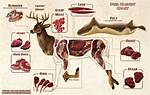 Put Cleanliness First When Processing Deer