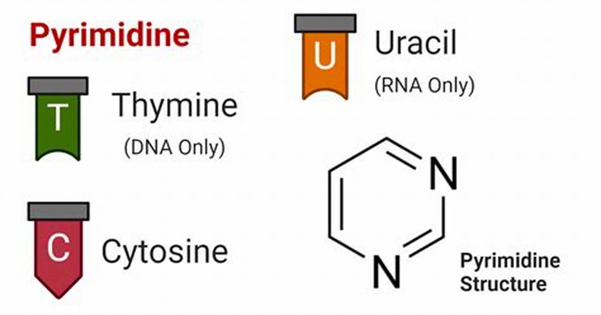Pyrimidine Structure