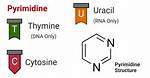 Pyrimidine Structure