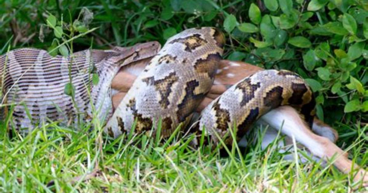 Python Eats Whole Cow