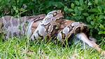 Python Eats Whole Cow