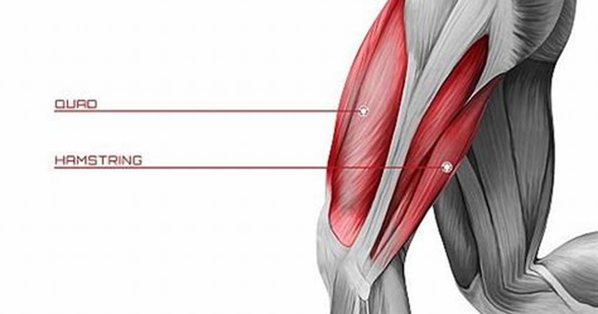 Quads and Hamstrings
