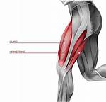 Quads and Hamstrings