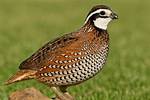 Quail Call
