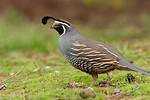 Quail Lifespan