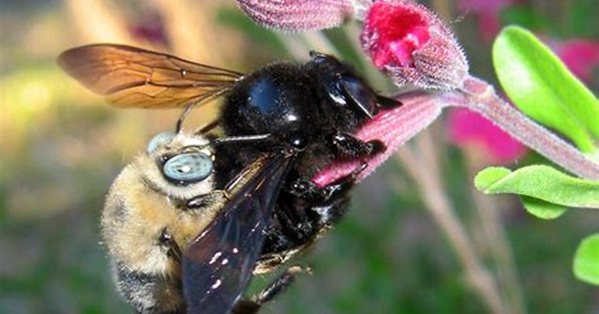 Queen Carpenter Bee