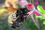 Queen Carpenter Bee