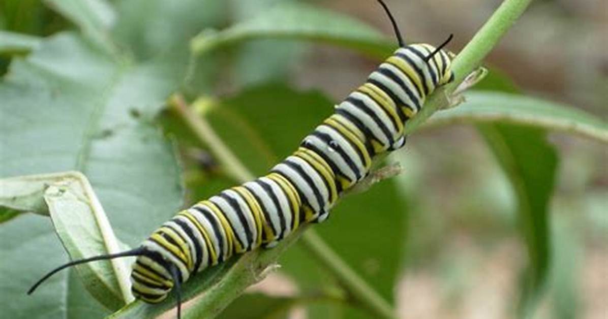 Queen Caterpillar