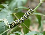 Queen Caterpillar