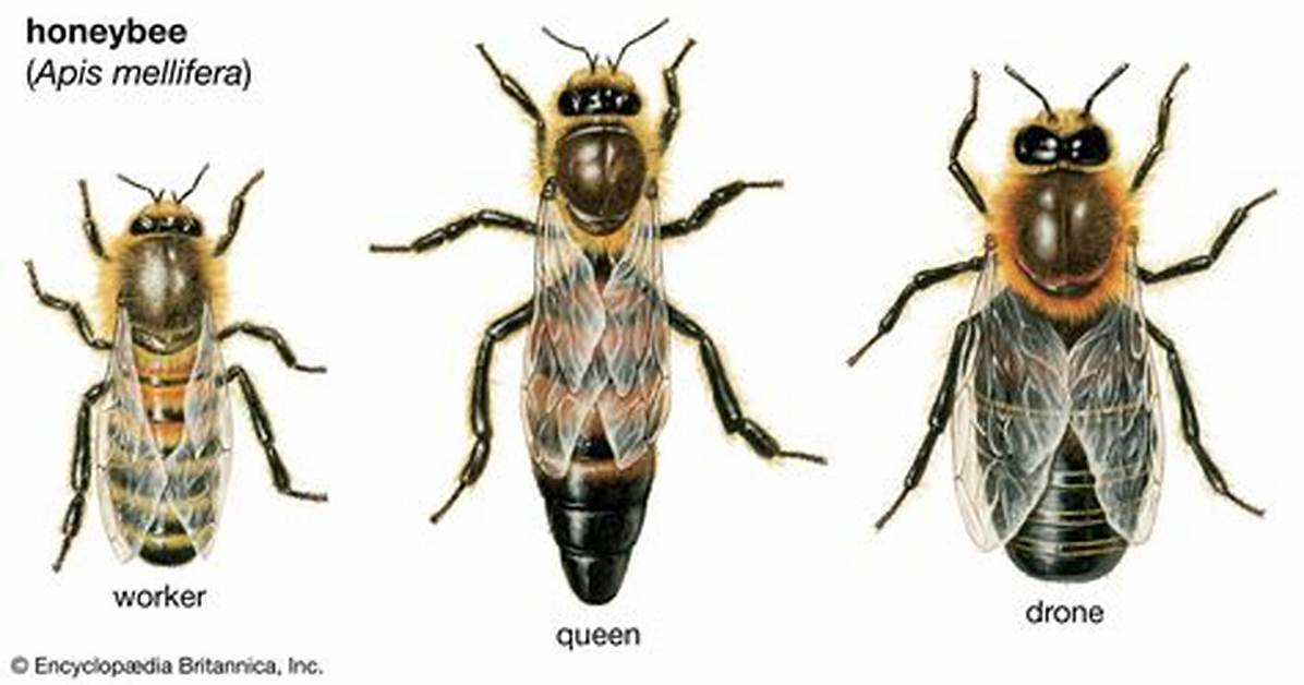 Queen Drone or Worker