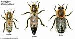 Queen Drone or Worker