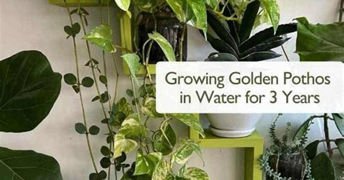 Question: Can Pothos Live in Water Forever