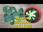 Question: How to Regrow Broccoli