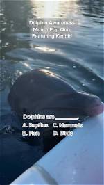 Quick Answer: How Do I Get Dolphin on Ubuntu?