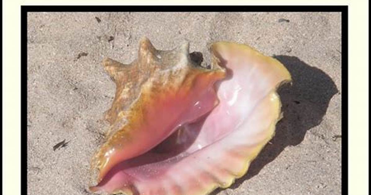 Quick Answer: How Does a Conch Shell Form