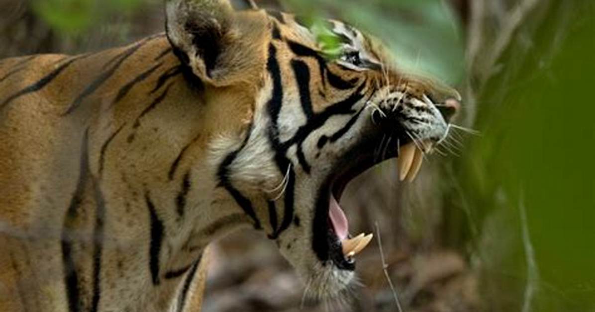 Quick Answer: How Does a Tiger Roar