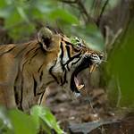 Quick Answer: How Does a Tiger Roar