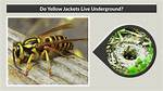 Quick Answer: What Temperature Do Yellow Jackets Die