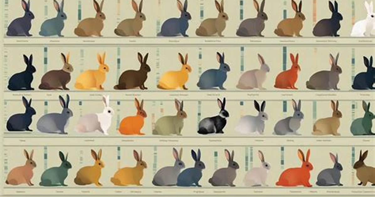 Rabbit Colors