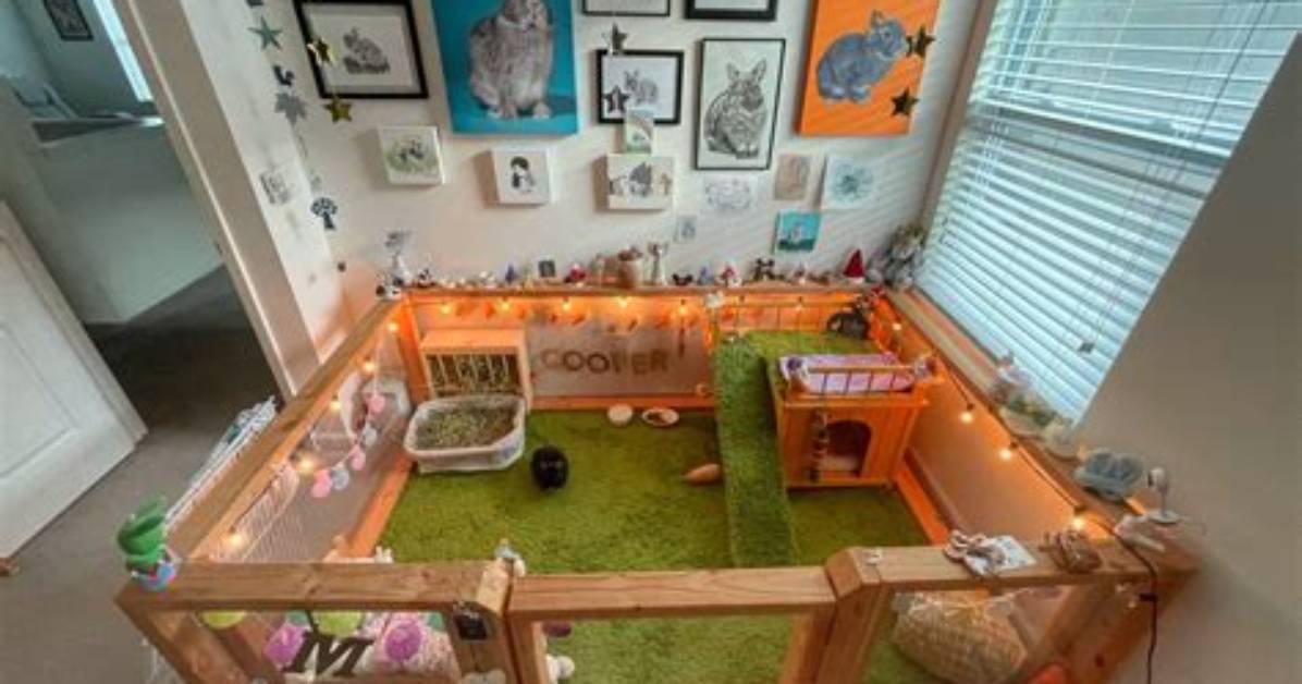 Rabbit Enclosures