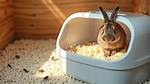Rabbit Litter