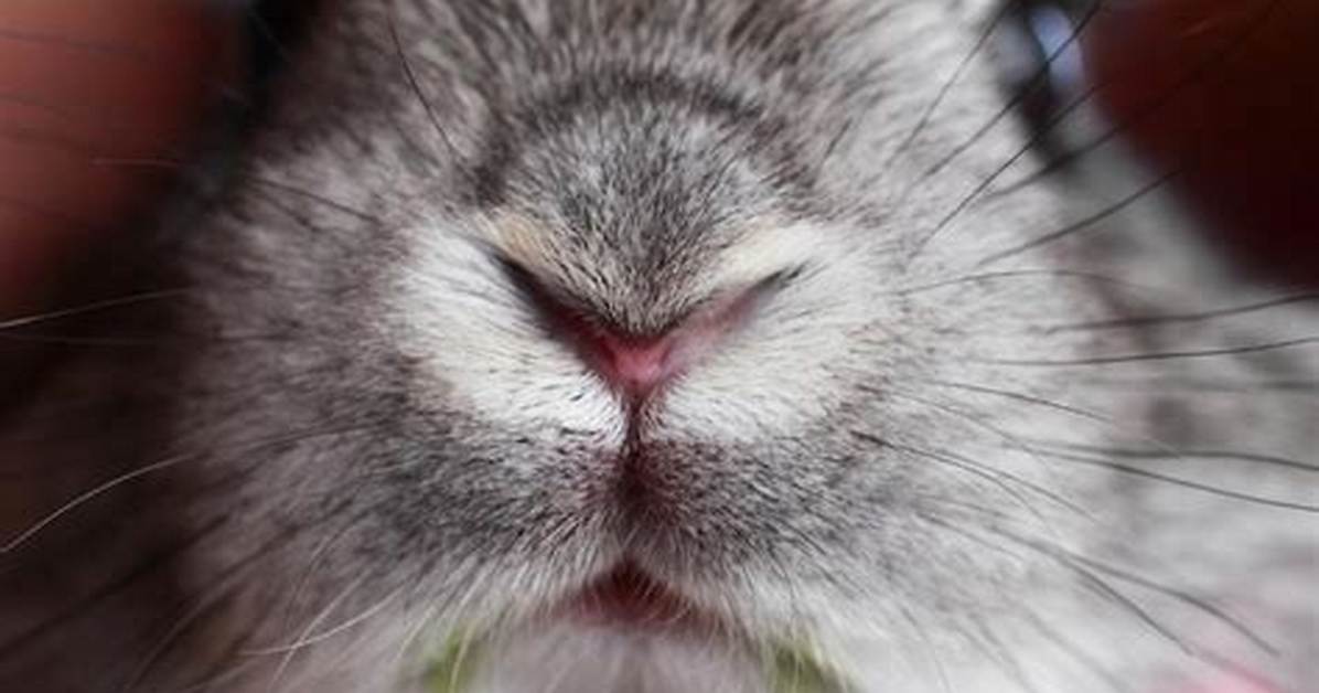 Rabbit Nose