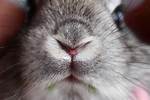 Rabbit Nose