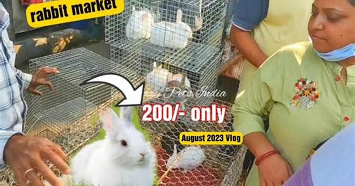 Rabbit Price