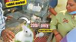 Rabbit Price