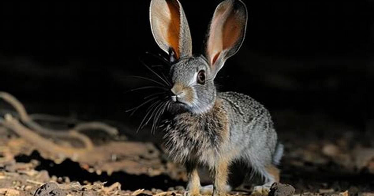 Rabbitlike Animals