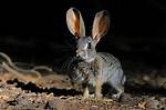 Rabbitlike Animals