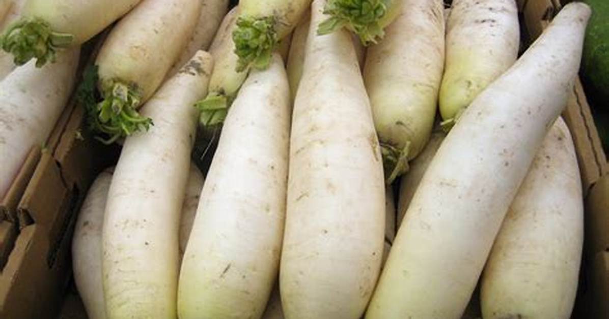 Radish Vegetable