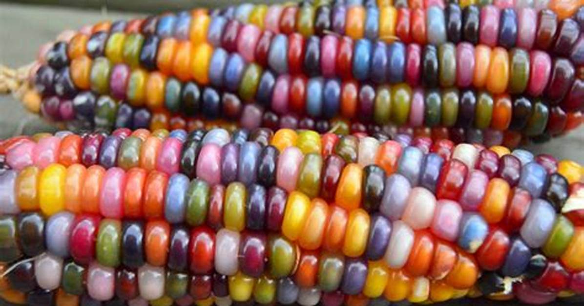 Rainbow Corn