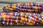 Rainbow Corn