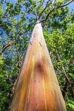Rainbow Eucalyptus Maui